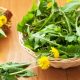 health benefits of dandelion roots and greens